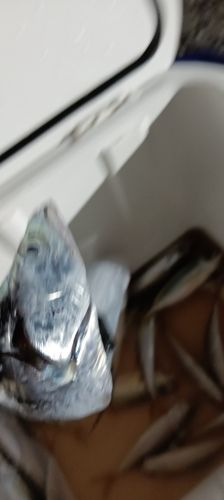 マアジの釣果