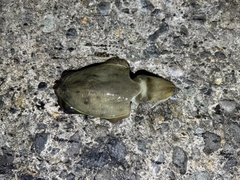コウイカの釣果