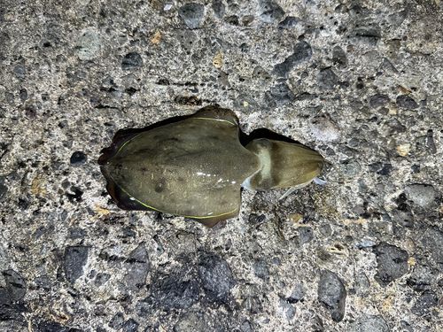 コウイカの釣果