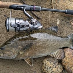 スモールマウスバス