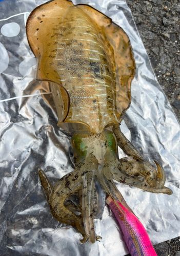 アオリイカの釣果