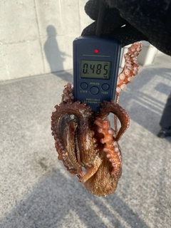 タコの釣果