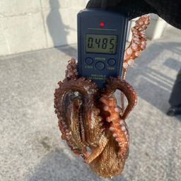 タコ
