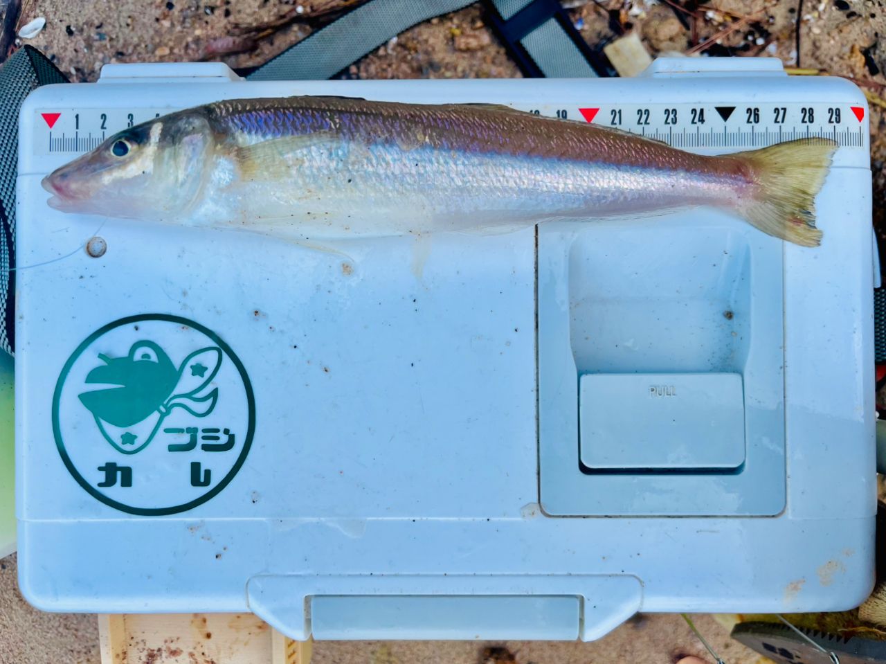 シロギス