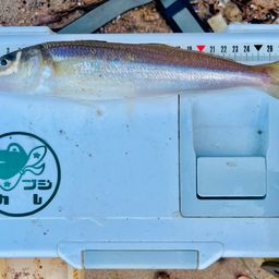 シロギス