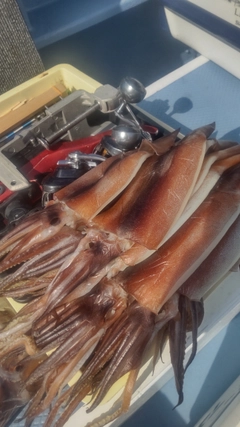 スルメイカの釣果
