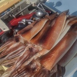 スルメイカ