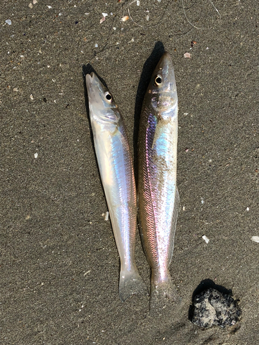 キスの釣果