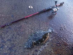 ヒラメの釣果