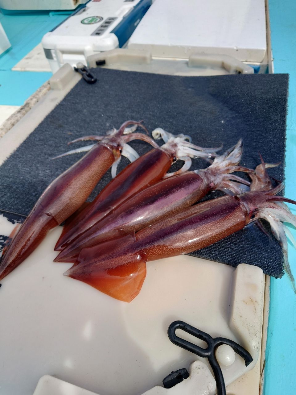 HIDECKEYさんの釣果 1枚目の画像