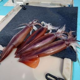 スルメイカ