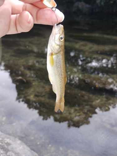 アブラハヤの釣果