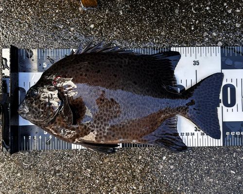 イシガキダイの釣果