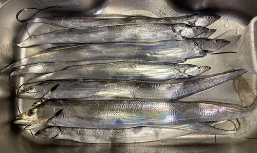 タチウオの釣果