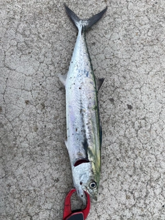 サゴシの釣果