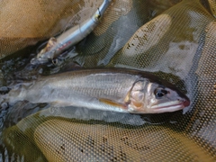 アユの釣果