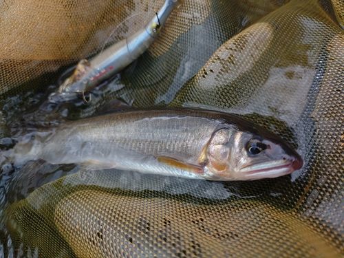 アユの釣果
