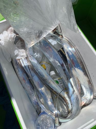 タチウオの釣果