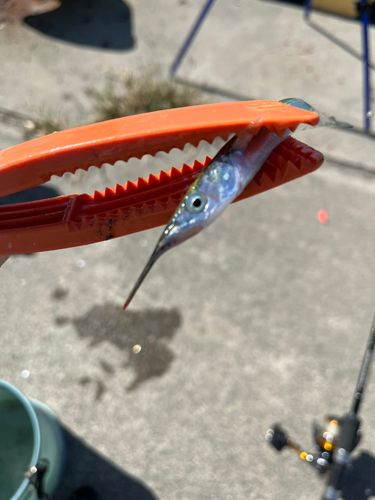 サヨリの釣果
