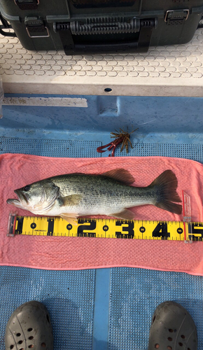 ブラックバスの釣果