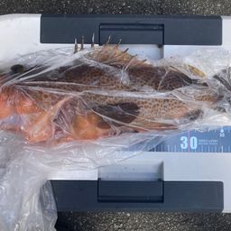 アコウ