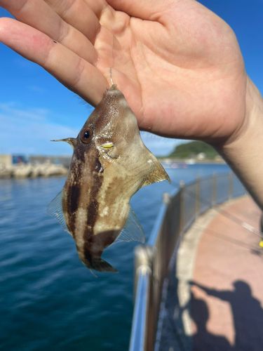 カワハギの釣果