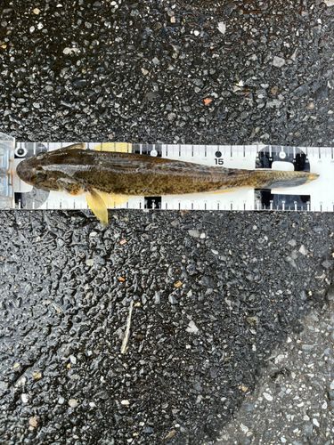 マハゼの釣果
