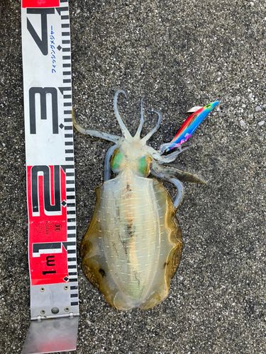 アオリイカの釣果