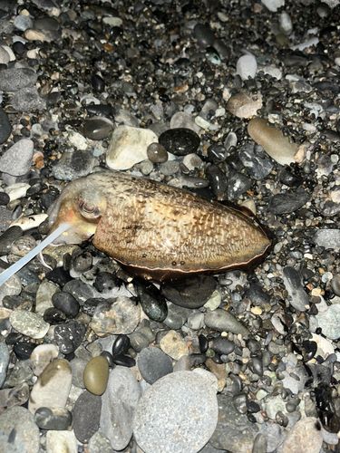 コウイカの釣果