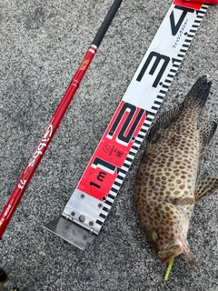 オオモンハタの釣果