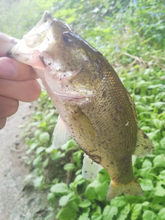 ラージマウスバスの釣果