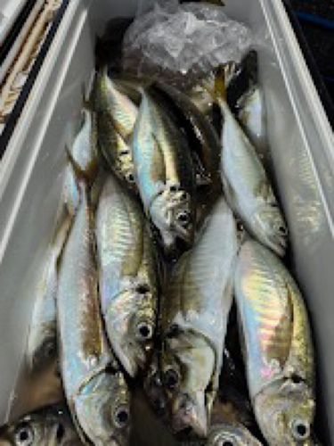 アジの釣果