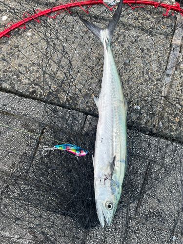 サゴシの釣果