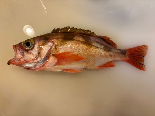 ウスメバルの釣果