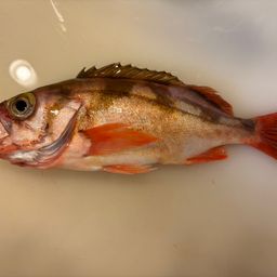 ウスメバル