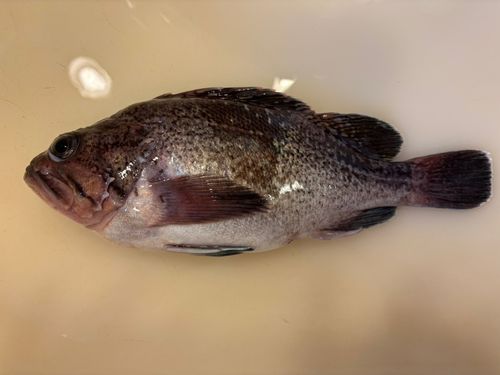 マゾイの釣果