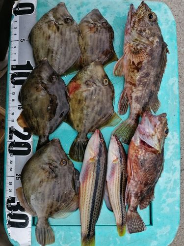 アラカブの釣果