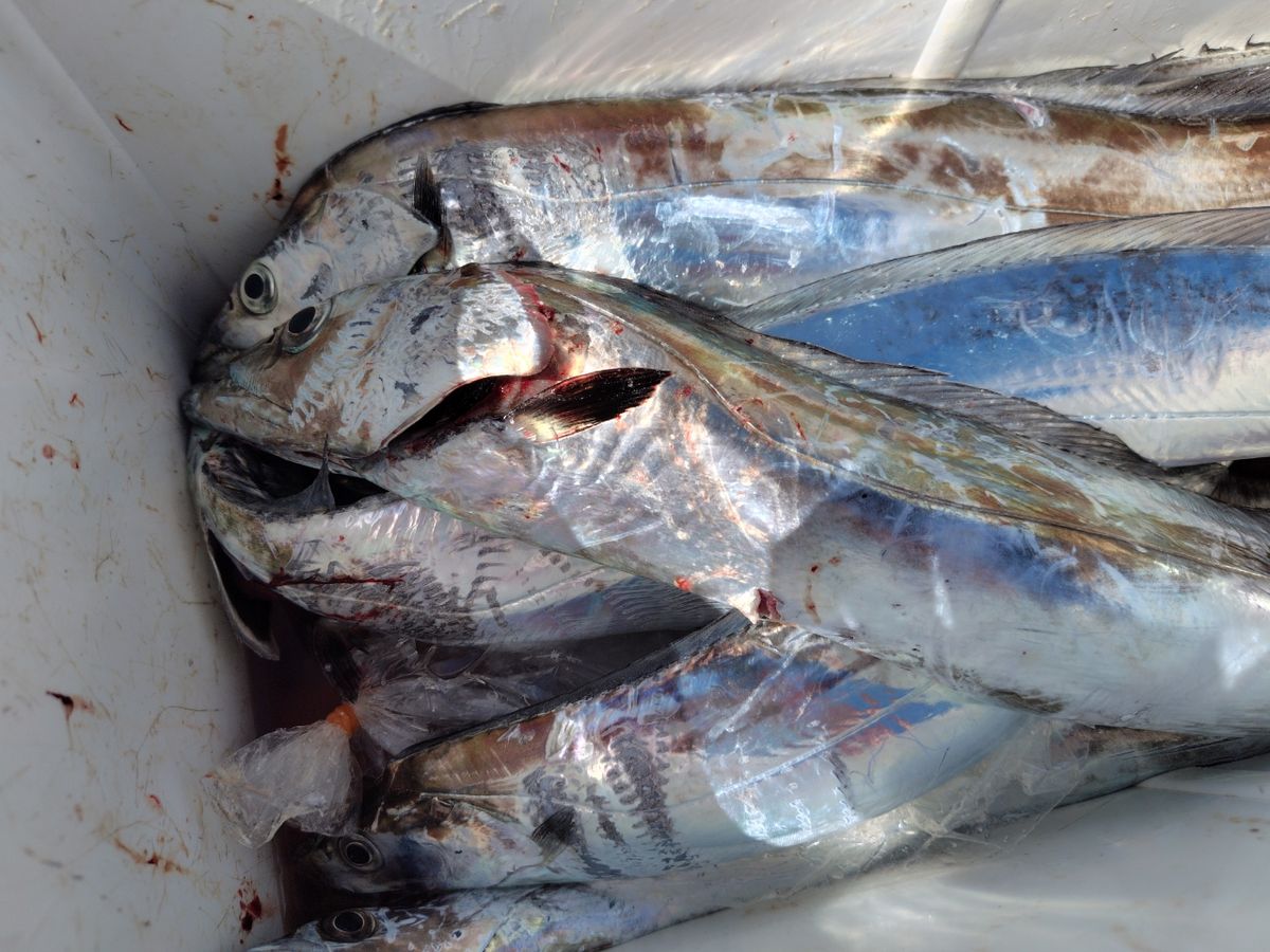 釣りばっか@お103さんの釣果 3枚目の画像