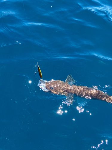 ワニエソの釣果