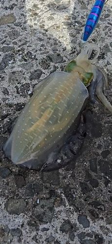 アオリイカの釣果