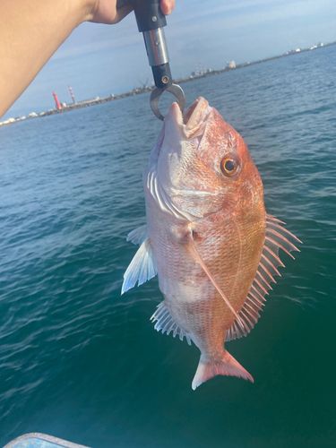 マダイの釣果