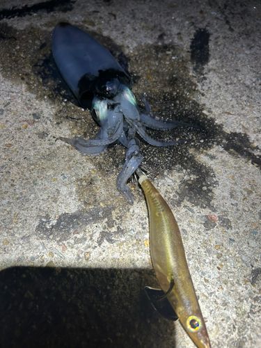 イカの釣果