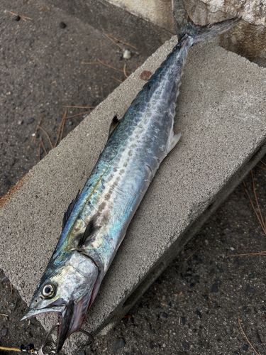 サゴシの釣果
