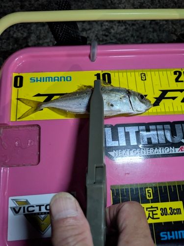 マアジの釣果