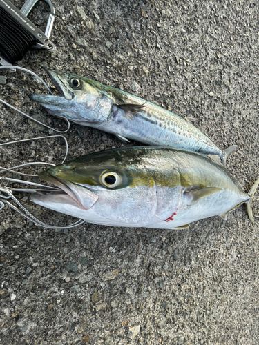 メジロの釣果
