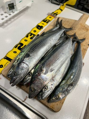サゴシの釣果