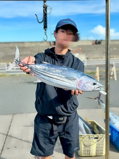 カツオの釣果
