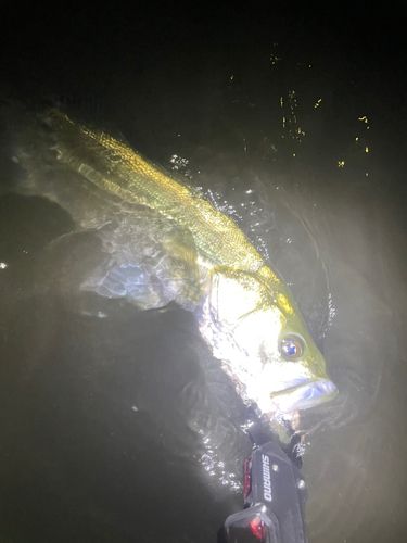 矢作川河口