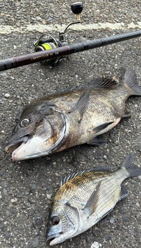 クロダイの釣果