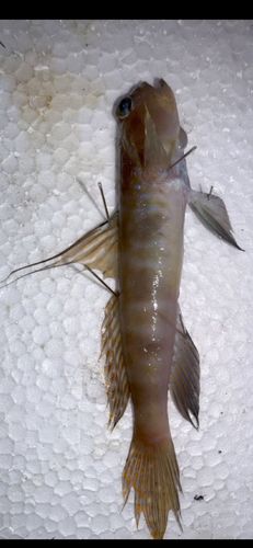 イトヒキハゼの釣果